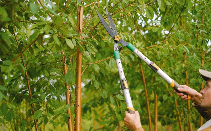 Tree trimming in Steinauer, NE