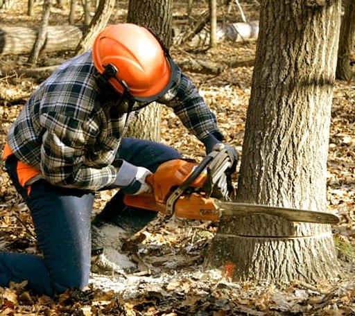 Tree Removal in Steinauer, NE